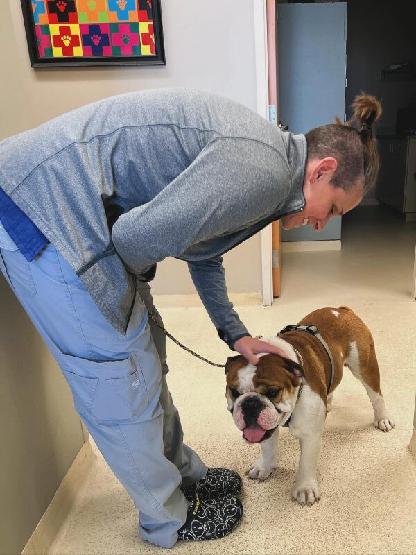 Female Technician Petting Bulldog